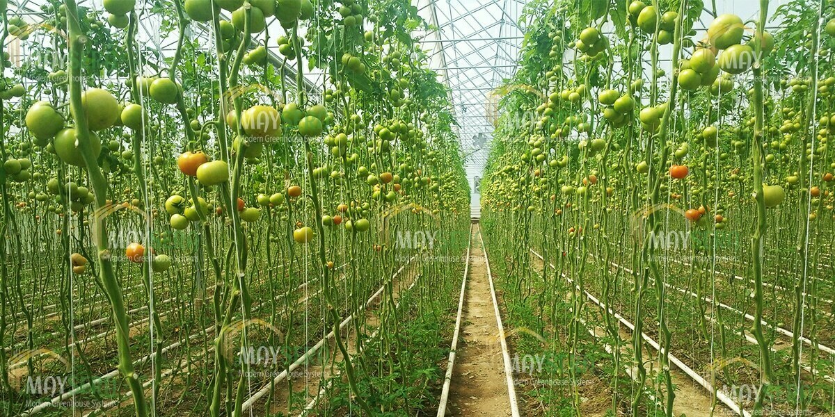 Topraklı domates sera kurulumu | Topraklı Domates Sera Maliyeti | Topraklı domates Sera Fiyatı | MAYSERA